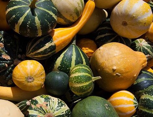 Gourds: Types of Gourds, Growing Gourds, Curing, and More | The Old